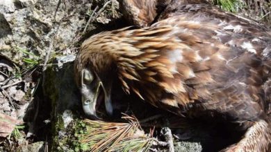 aquila uccisa nido