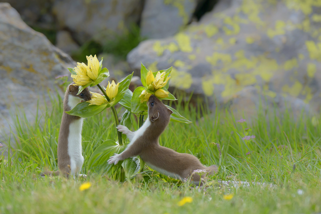 Fotografare il Parco