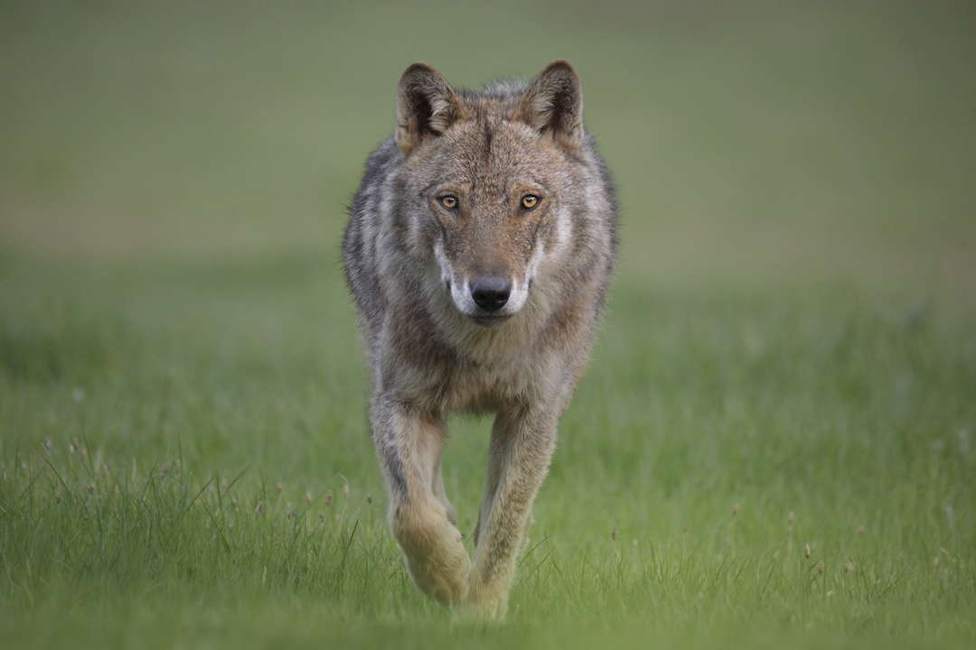 Lupi che predano cani: comprendere il fenomeno e come comportarsi - Io non  ho paura del lupo