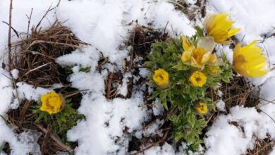 Adonis Fucensis