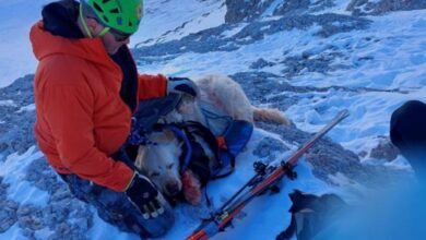 soccorso alpino cane