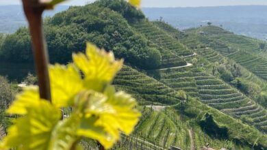 Il Cammino delle Colline del Prosecco