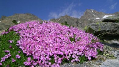 gran paradiso