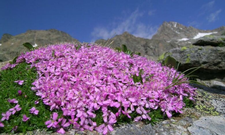 gran paradiso