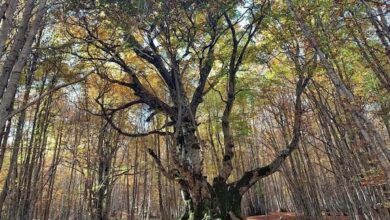 alberi monumentali italia