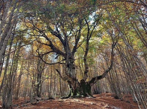 alberi monumentali italia